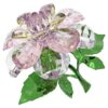 Florere Kamelie Florere Kamelie