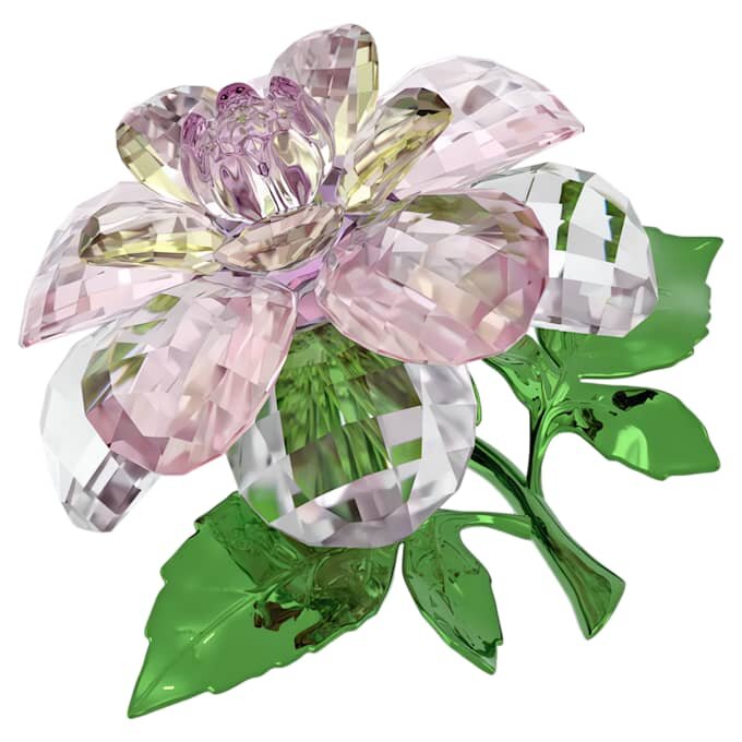 Florere Kamelie Florere Kamelie