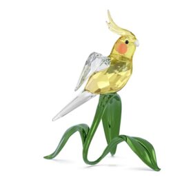 Idyllia Nymphensittich