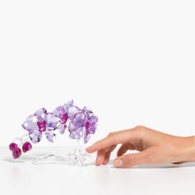 Kristallblumen Orchidee