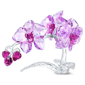Kristallblumen Orchidee